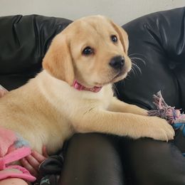 Kitty - Yellow female Labrador Retriever puppy in Silsbee, Texas from AZ Kennels LLC