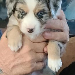 Miniature Australian Shepherd Puppies from Kings Point Mini and Toy Aussies
