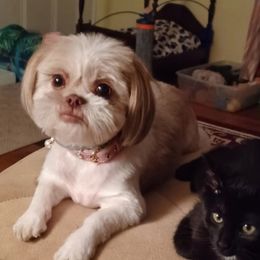 Sugarbear - Shih Tzu
