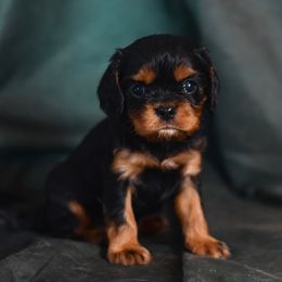 BLACK and TAN BOY (full sibling from last litter) actual puppy is still too small - Black and tan male Cavalier King Charles Spaniel puppy in Waco, Texas from Reigning Glory Cavaliers