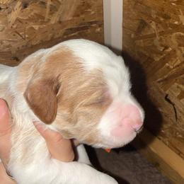 Orange Collar - Parti male Goldendoodle puppy in Winchester, Tennessee from Mahaffey’s Doodles