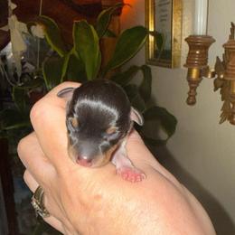 K Pup 3 - White black and tan female Toy Fox Terrier puppy in Clermont, Florida from Debbie Hiles's Toy Fox Terriers