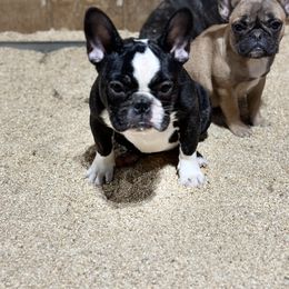 French Bulldog and Labrador Retriever Puppies from Desiree Ortiz's French Bull Dogs and Labrador Retrievers