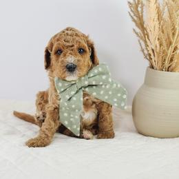 Sparlygrackle - Apricot male Goldendoodle puppy in Paxville, South Carolina from Pack Street Pups
