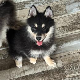 Yorick - Tri-color male Pomsky puppy in Boonville, Indiana from Elysian Pomskies