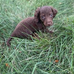 Tiny Kilo - Chocolate and tan male Dachshund puppy in Springfield, Ohio from LUXEYPUPS
