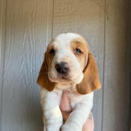 Cassie - Lemon and white female Basset Hound puppy in New Mexico from Zia Trail Doxies