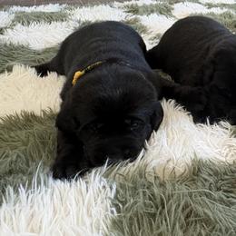Sage - Black female Labrador Retriever puppy in Oklahoma City, Oklahoma from H & H Retrievers
