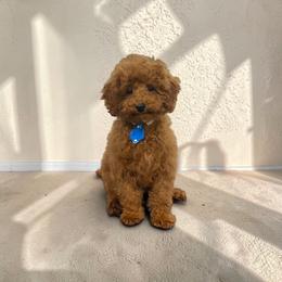 Mayito - Red  male Poodle puppy in Davie, Florida from Sweet Peluditos