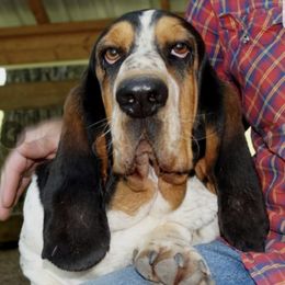 Basset Hounds from Mayberry Bassets