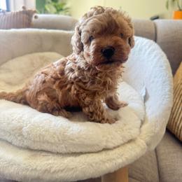 Ducatti - Apricot male Maltipoo puppy in San Diego, California from Maltipoos SD