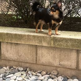 Grace - Chihuahua