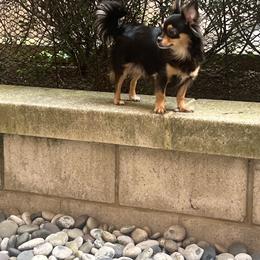Grace - Chihuahua