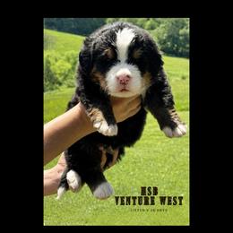 Venture West - Black tan and white male Bernese Mountain Dog puppy in Winigan, Missouri from Home Sweet Bernese