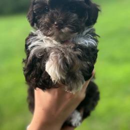 Jasmine - Phantom female Bernedoodle puppy in Decatur, Tennessee from Diamond's Doodles