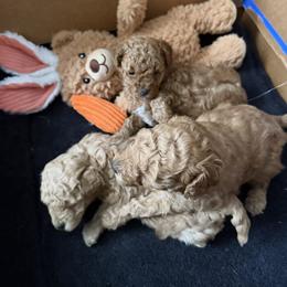 Maltipoo puppies from Rosie’s Maltipoo’s