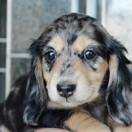 Dachshund Puppies from Dreamheart Dachshunds