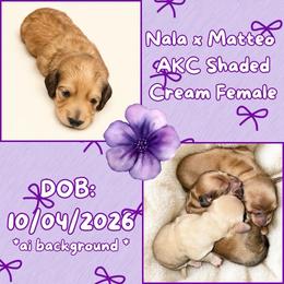 AKC Shaded Cream Mini longhair female - Cream female Dachshund puppy in Canyon Lake, Texas from M&Ms Dachshunds of Central Texas