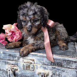 Nala - Merle female Springerdoodle puppy in Fargo, North Dakota from Dakota SpringerDoodles