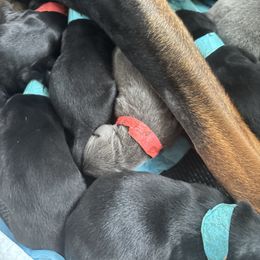 Doberman Pinscher Puppies from NYDobermans
