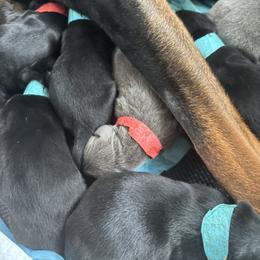 Doberman Pinscher Puppies from NYDobermans