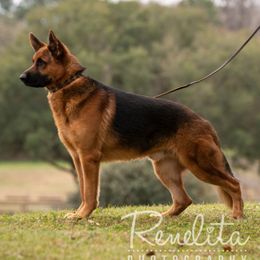 IronMan - German Shepherd