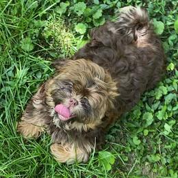 Reese 1600 dollars - Chocolate and tan male Shih Tzu puppy in Cullman, Alabama from Divine Hill Farm