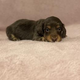 Bonnie - Chocolate and tan female Dachshund puppy in Dawson, Alabama from Bells Dashing Dachshunds