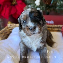 Fern - Blue merle female Bernedoodle puppy in Murrieta, California from Brookside Bernedoodles