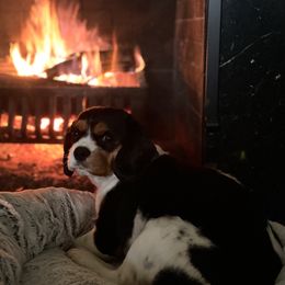 Cavalier King Charles Spaniel Puppies from CreekSong Farm Companions