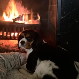 Cavalier King Charles Spaniel Puppies from CreekSong Farm Companions