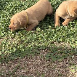 Yellow - Yellow female Labrador Retriever puppy in Oklahoma City, Oklahoma from H & H Retrievers