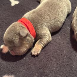 Red Female - Black and tan female French Bulldog puppy in Republic, Missouri from Ritchie’s Frenchies