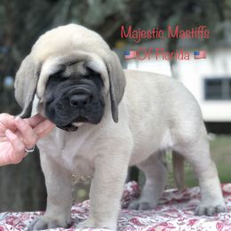 Mastiff Puppies from Majestic Mastiffs of Florida