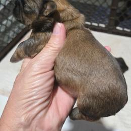 Boy.   Red or Liver - Red and tan male Shih Tzu puppy in Missouri from Farm Animal Mommy Shih tzu's Michalek Dog Breeder