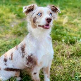 Jolene - Miniature Australian Shepherd