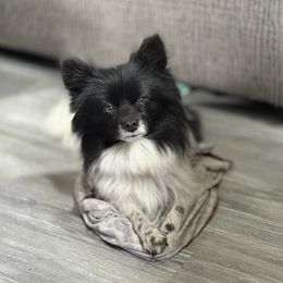 Poe - Pomeranian