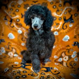 Mochi - Silver male Poodle puppy in Marsing, Idaho from Araceli Toy Poodles