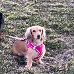 Dachshunds from Chavez Longhair Lowriders