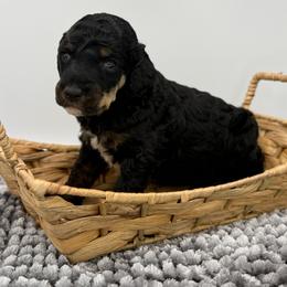 Theodora - Phantom female Poodle puppy in Greeneville, Tennessee from Smokey Mountain Sheepadoodles