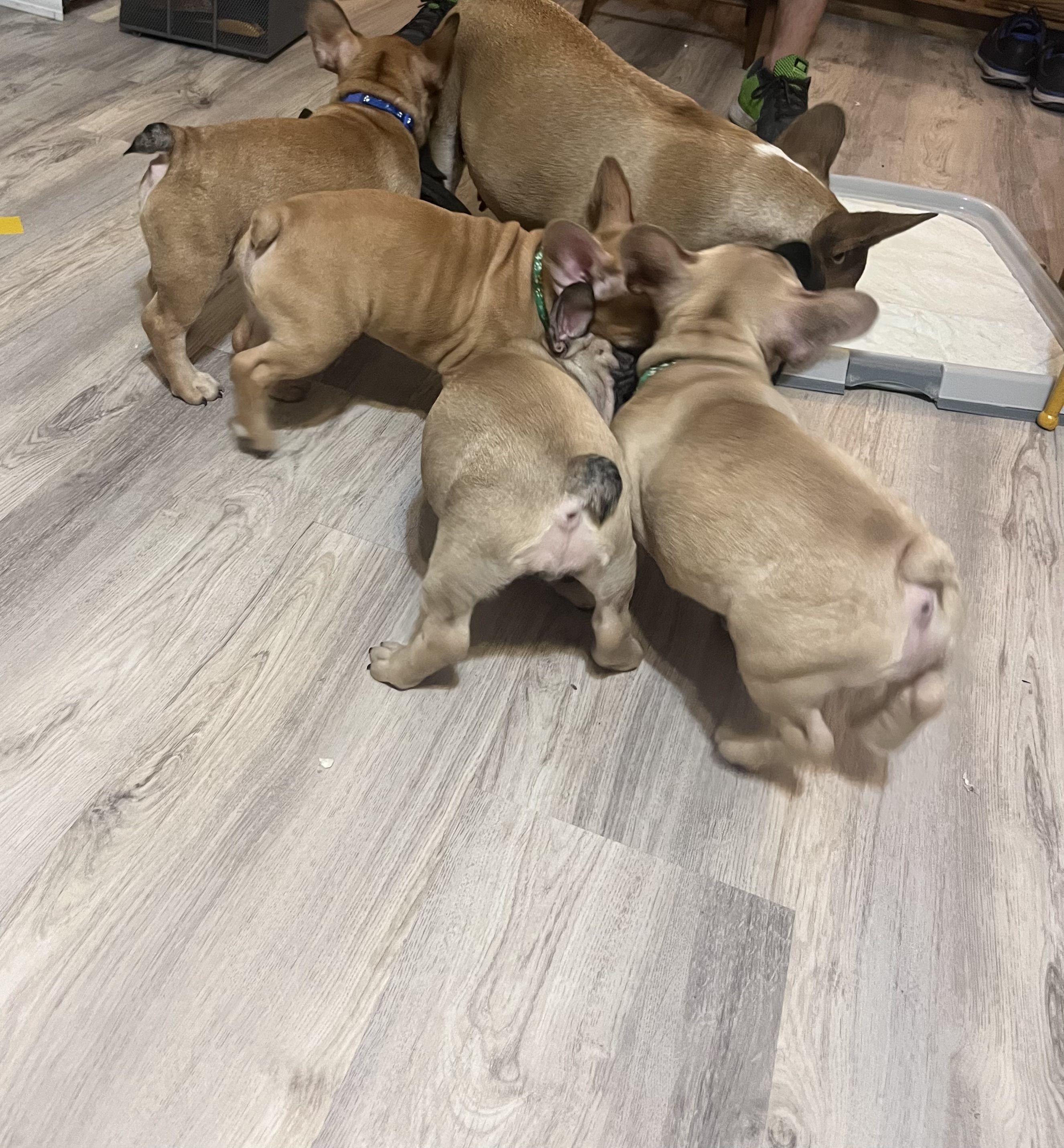 De Goza Camp in Texas, French Bulldog puppies
