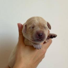 Girl - Yellow female Labrador Retriever puppy in Lonsdale, Minnesota from Cedar Ridge Labradors