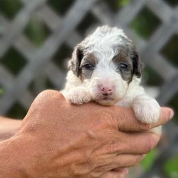Tiramisu - Blue merle female Bernedoodle puppy in Youngstown, Florida from Wonderland’s Boujie Kennels