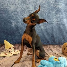 Letty - Miniature Pinscher