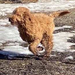 Aussiedoodle, Double Doodle, Goldendoodle, and Labradoodle Puppies from Doodle Paw Ranch
