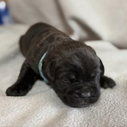 Lt Blue - Black male Cane Corso puppy in Paris, Texas from Knucklehead Cane Corso