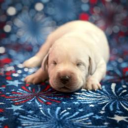 Benedict - Yellow male Labrador Retriever puppy in Isle, Minnesota from Dog Ear Outfitters
