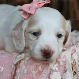 Nova - Cream female Dachshund puppy in Wakarusa, Indiana from PuppyLove Dachshunds
