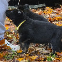 Yellow - Bi-color female German Shepherd puppy in Roy, Washington from Diwaids Working German Shepherd Dogs