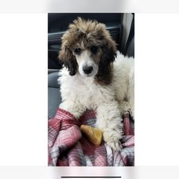 Poodle Puppies from PaintersPreciousPoodles